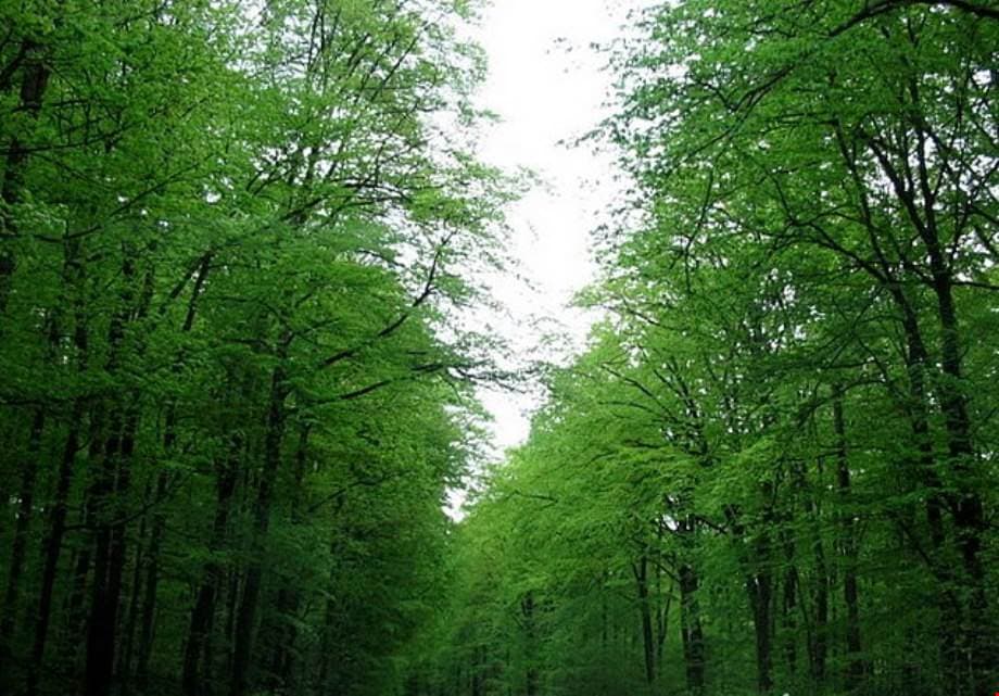 Nebiyan Dağı eteklerinde serin havası ve geniş çayırlarıyla tipik bir Karadeniz yaylası.