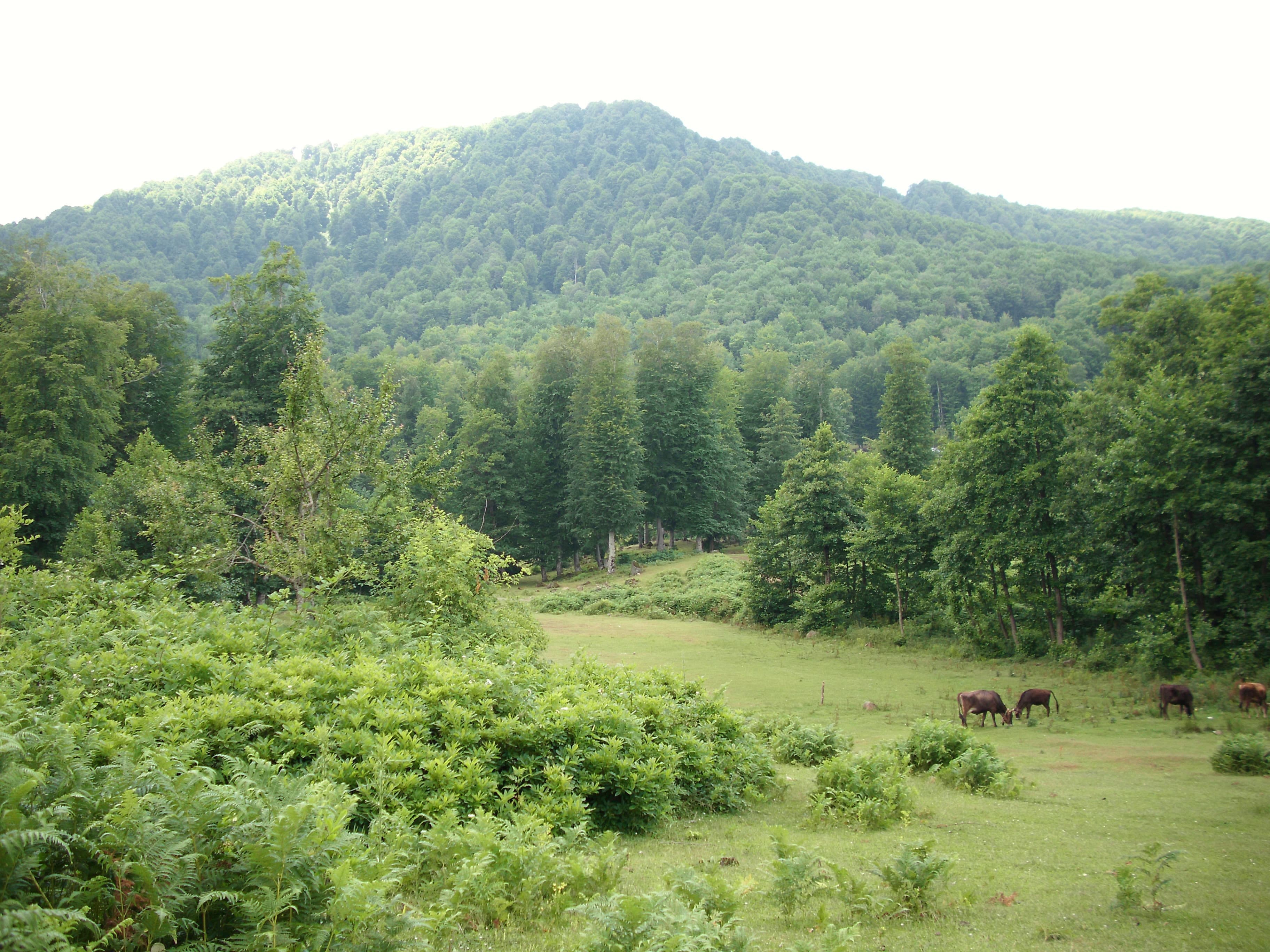 Nebiyan Yaylası